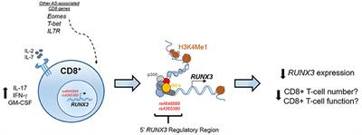 RUNX3 and T-Bet in Immunopathogenesis of Ankylosing Spondylitis—Novel Targets for Therapy?